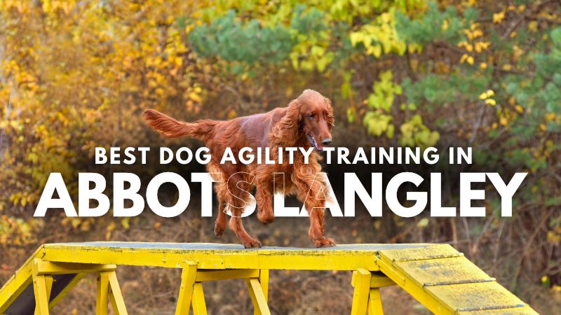 Best Dog Agility Training in Abbots Langley
