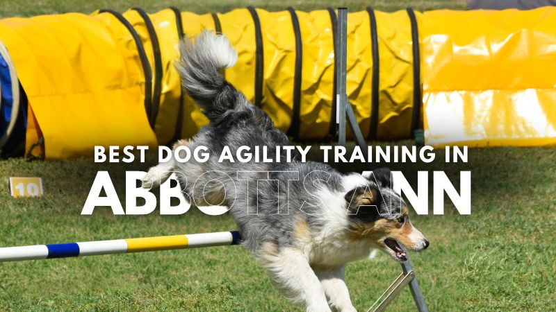 Best Dog Agility Training in Abbotts Ann
