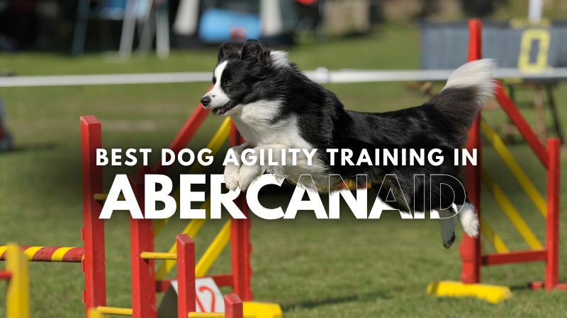 Best Dog Agility Training in Abercanaid