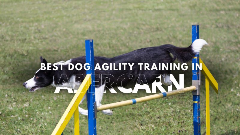Best Dog Agility Training in Abercarn