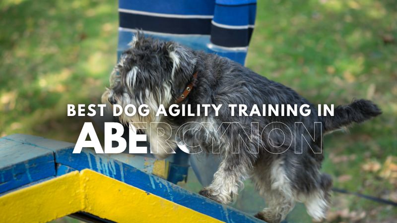 Best Dog Agility Training in Abercynon