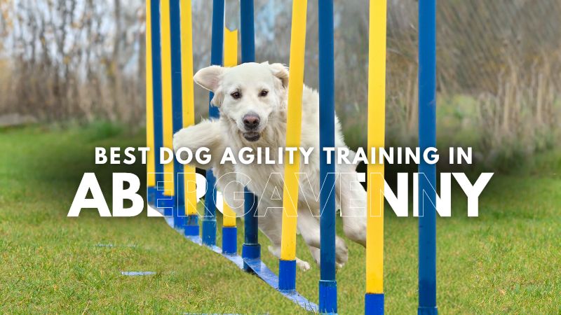 Best Dog Agility Training in Abergavenny