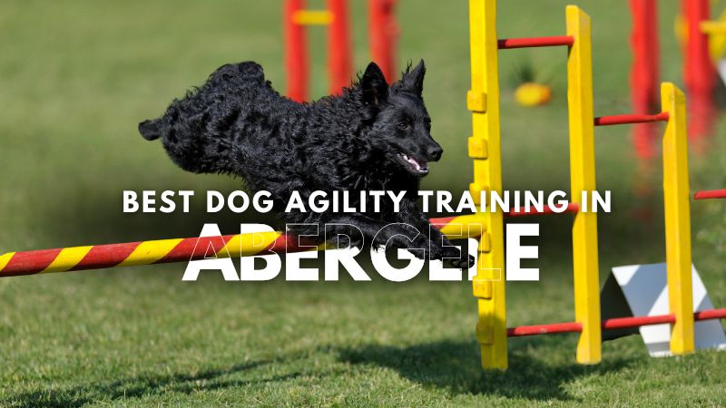 Best Dog Agility Training in Abergele