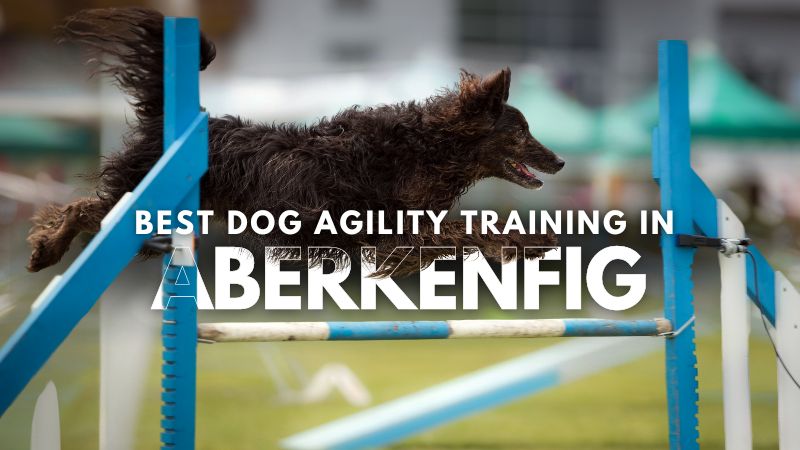 Best Dog Agility Training in Aberkenfig