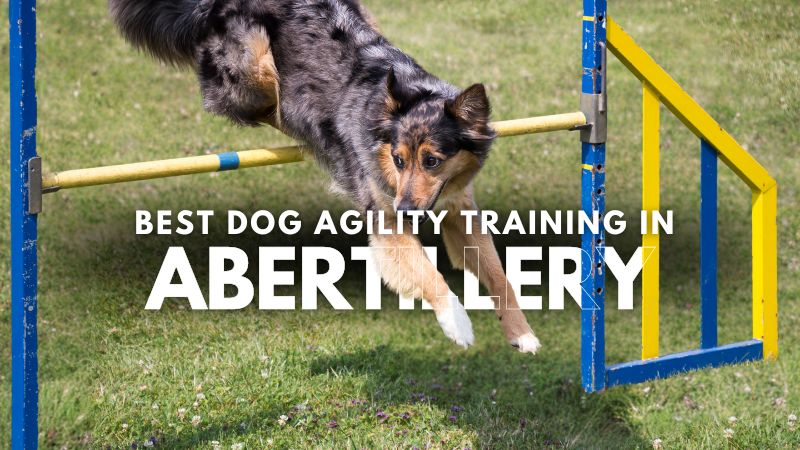 Best Dog Agility Training in Abertillery