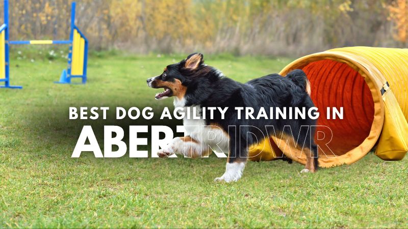 Best Dog Agility Training in Abertridwr