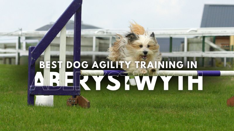 Best Dog Agility Training in Aberystwyth