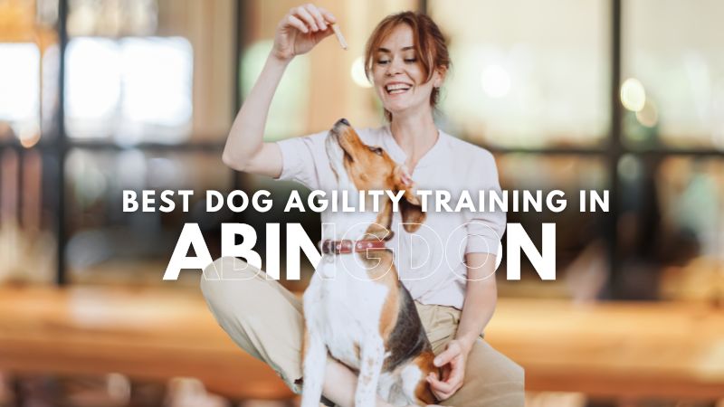 Best Dog Agility Training in Abingdon