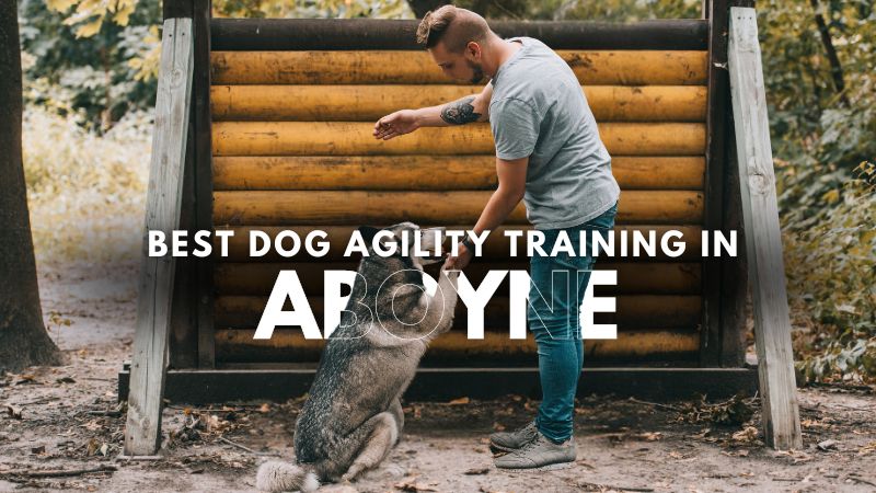 Best Dog Agility Training in Aboyne