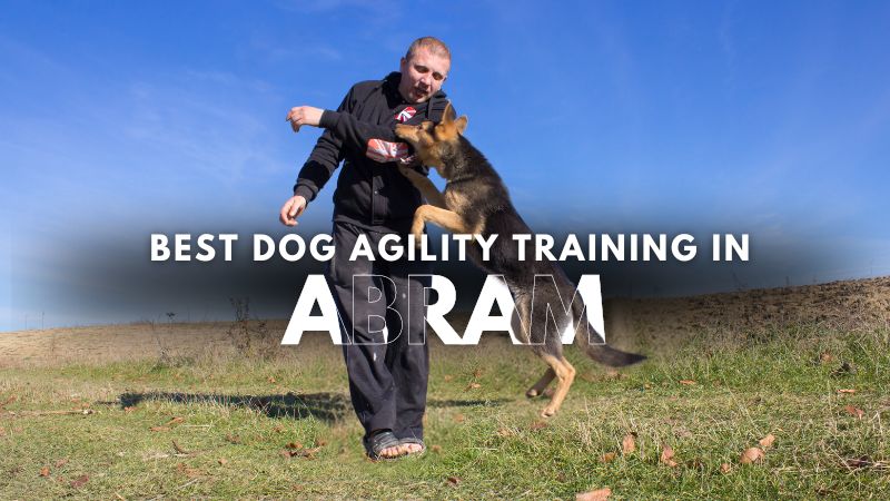 Best Dog Agility Training in Abram