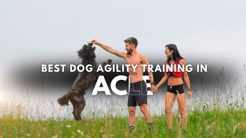 Best Dog Agility Training in Acle