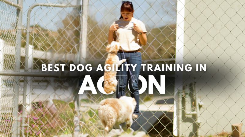 Best Dog Agility Training in Acton