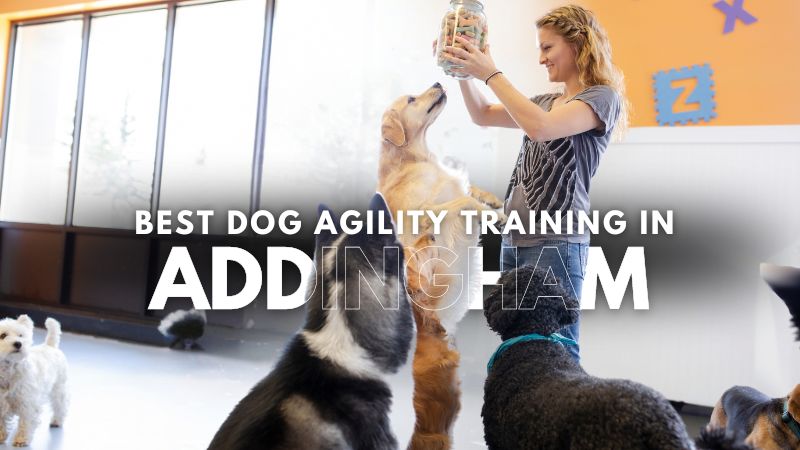 Best Dog Agility Training in Addingham
