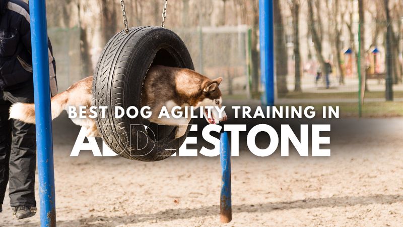 Best Dog Agility Training in Addlestone