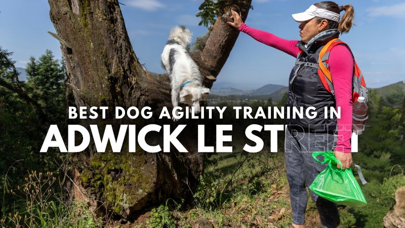 Best Dog Agility Training in Adwick Le Street