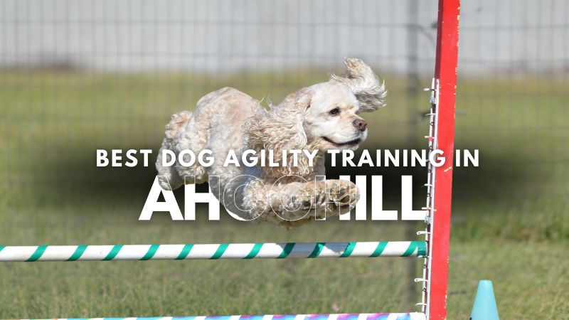 Best Dog Agility Training in Ahoghill