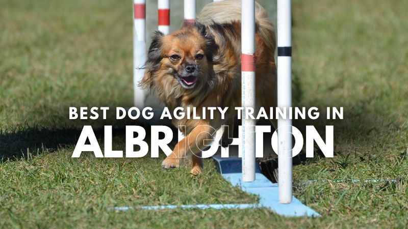 Best Dog Agility Training in Albrighton