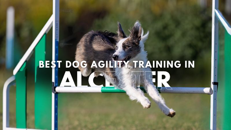 Best Dog Agility Training in Alcester