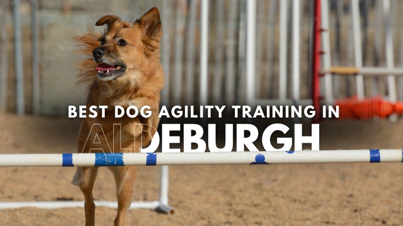 Best Dog Agility Training in Aldeburgh