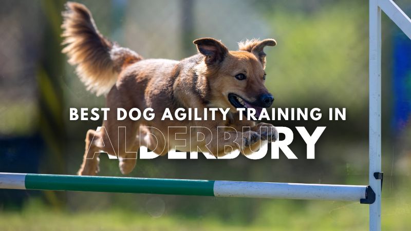 Best Dog Agility Training in Alderbury