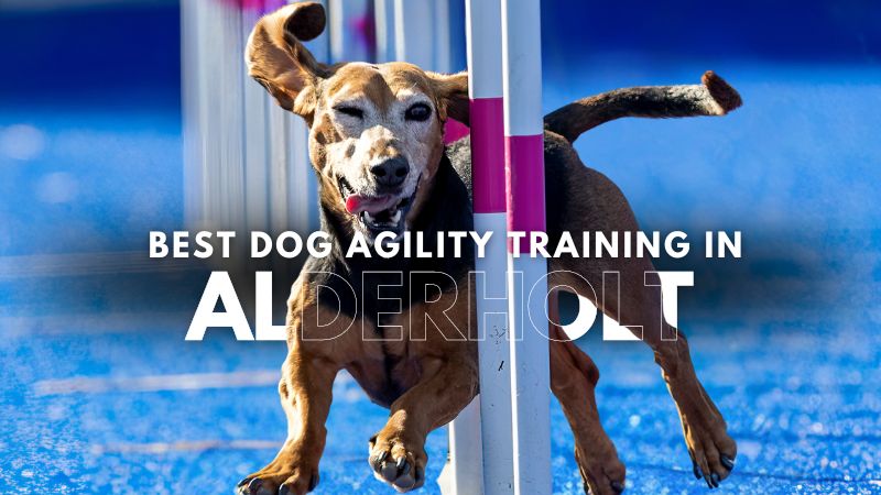 Best Dog Agility Training in Alderholt