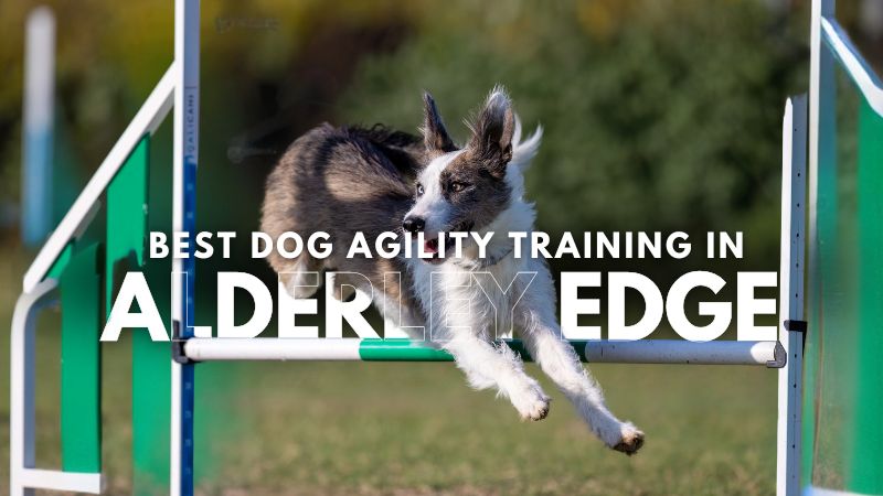 Best Dog Agility Training in Alderley Edge