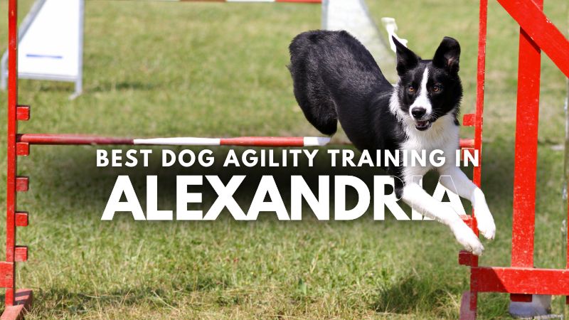 Best Dog Agility Training in Alexandria