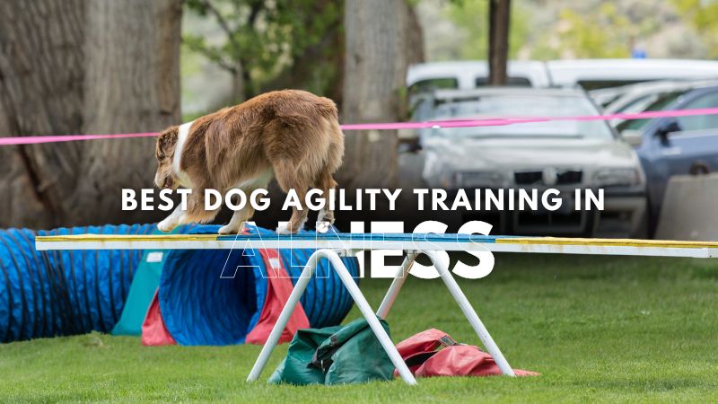 Best Dog Agility Training in Alness