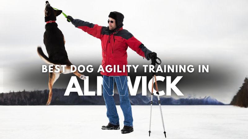 Best Dog Agility Training in Alnwick