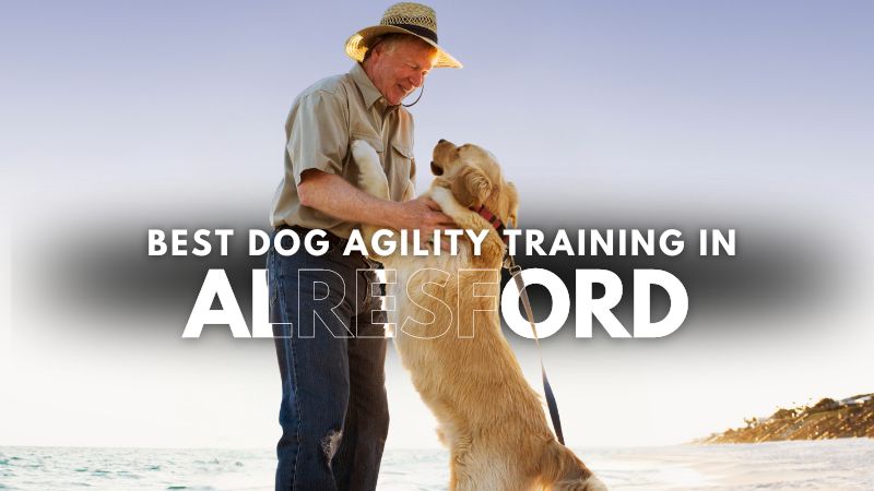 Best Dog Agility Training in Alresford