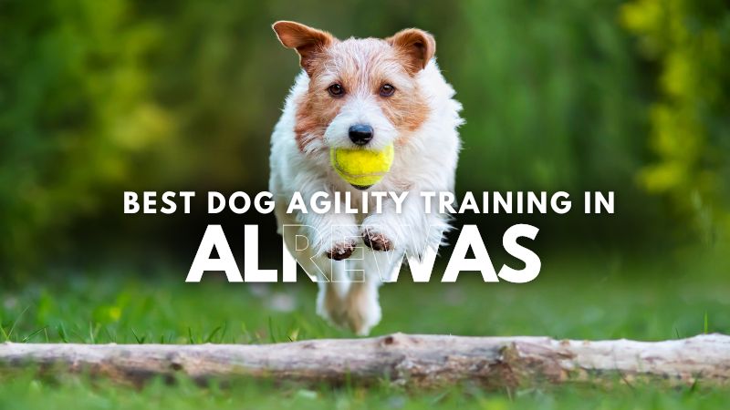 Best Dog Agility Training in Alrewas