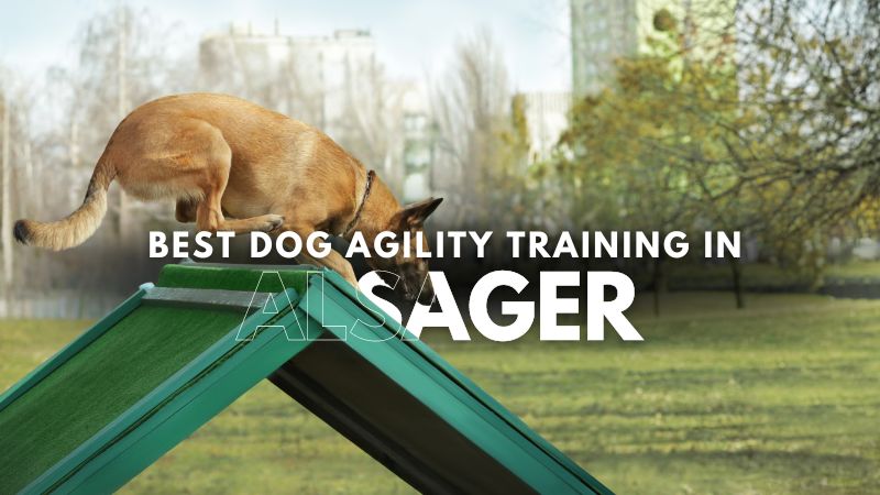 Best Dog Agility Training in Alsager