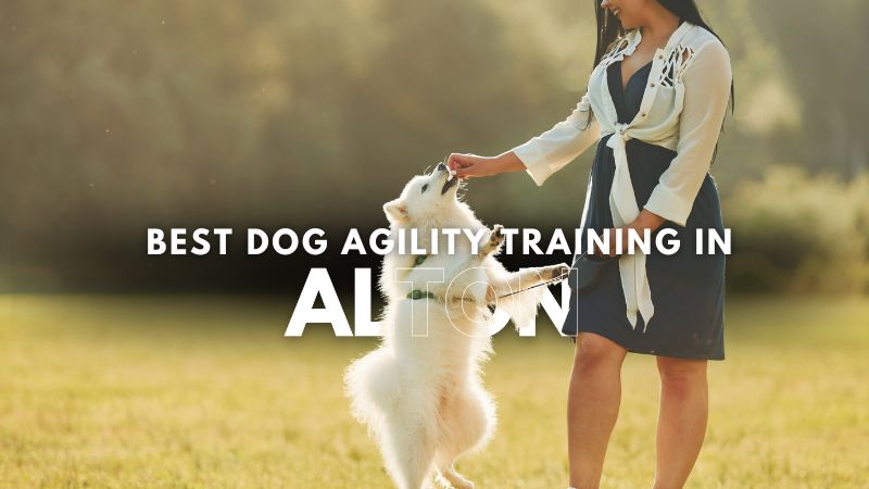Best Dog Agility Training in Alton