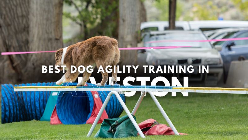 Best Dog Agility Training in Alveston