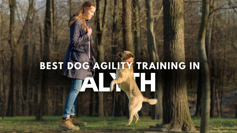 Best Dog Agility Training in Alyth
