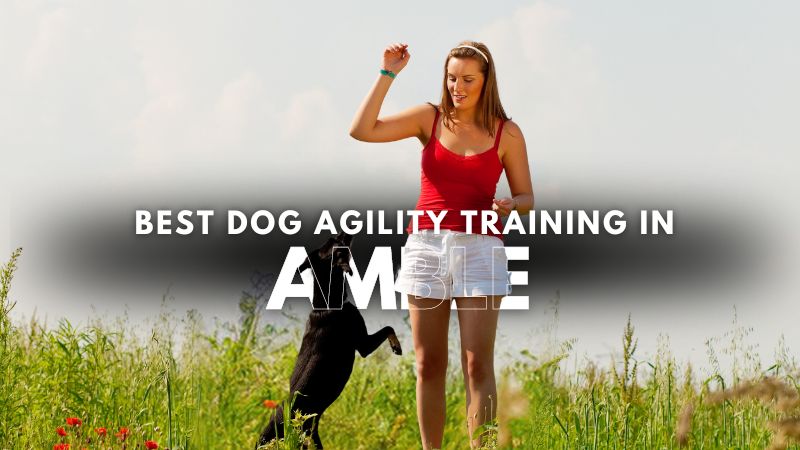 Best Dog Agility Training in Amble