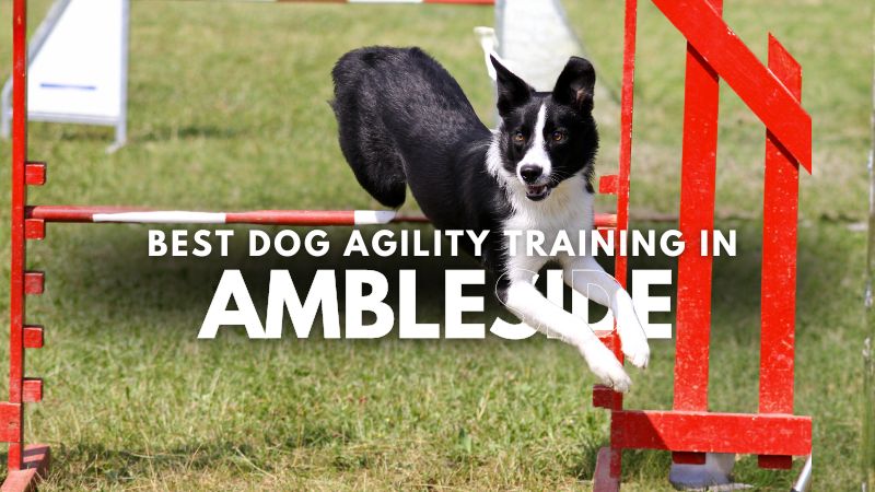 Best Dog Agility Training in Ambleside