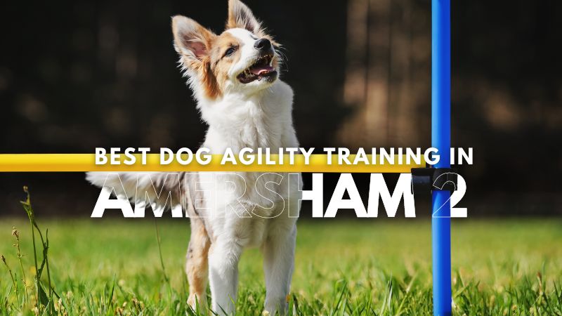 Best Dog Agility Training in Amersham 2