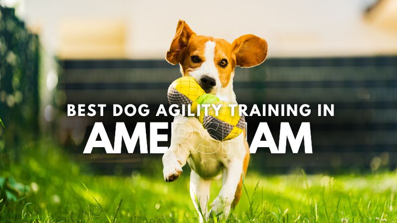 Best Dog Agility Training in Amersham