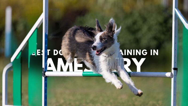 Best Dog Agility Training in Amesbury