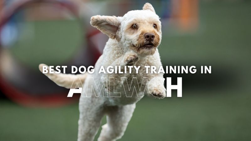 Best Dog Agility Training in Amlwch