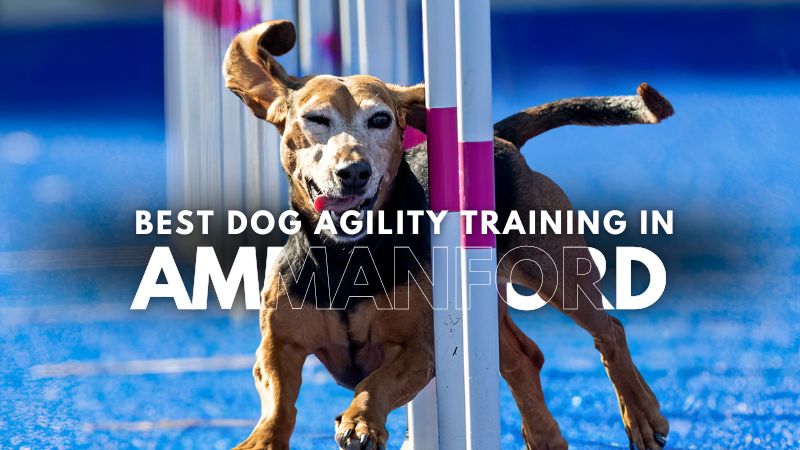 Best Dog Agility Training in Ammanford