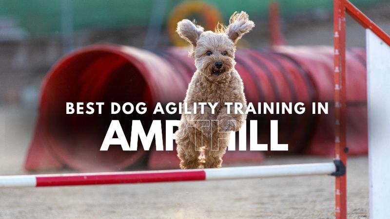 Best Dog Agility Training in Ampthill