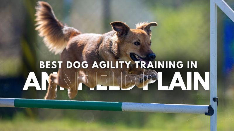 Best Dog Agility Training in Annfield Plain