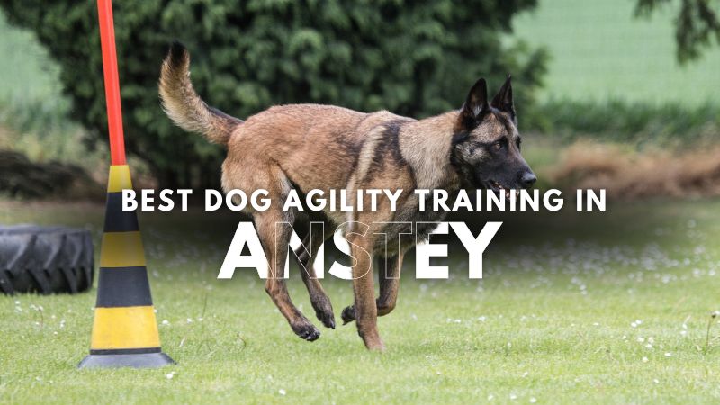 Best Dog Agility Training in Anstey