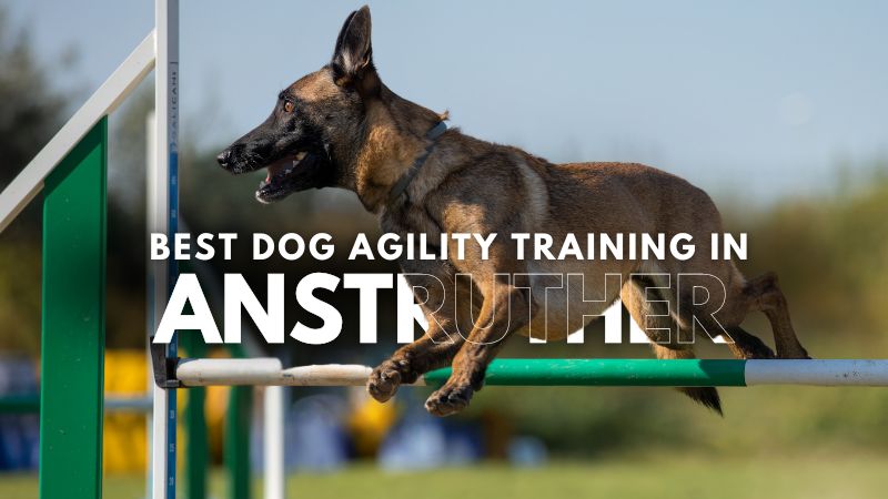 Best Dog Agility Training in Anstruther