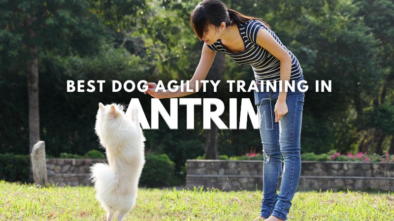 Best Dog Agility Training in Antrim