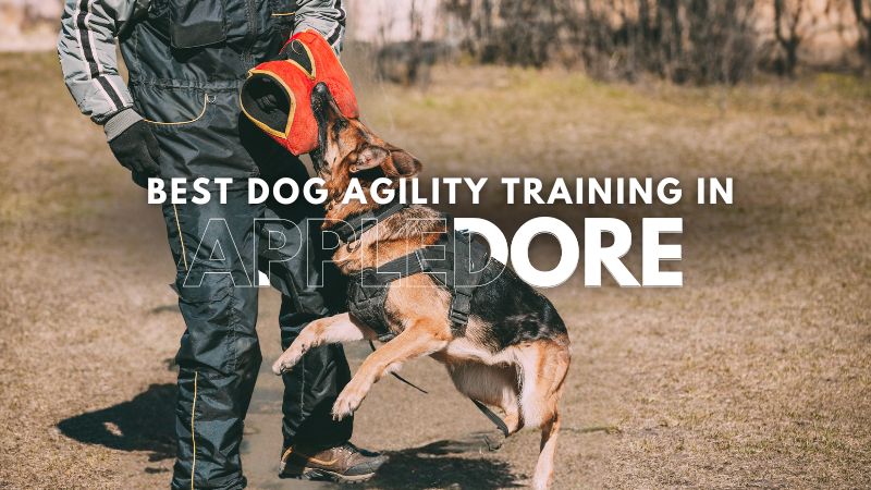 Best Dog Agility Training in Appledore