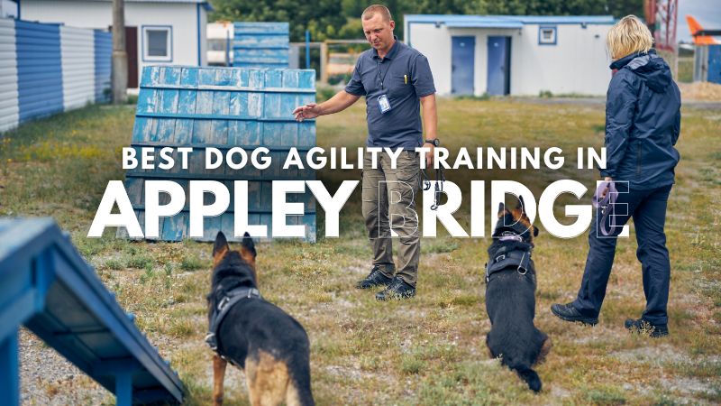 Best Dog Agility Training in Appley Bridge