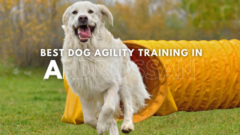 Best Dog Agility Training in Ardrossan